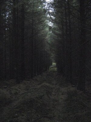 Dark forest path